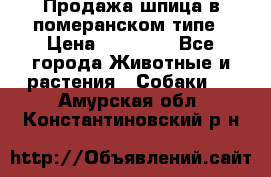 Продажа шпица в померанском типе › Цена ­ 20 000 - Все города Животные и растения » Собаки   . Амурская обл.,Константиновский р-н